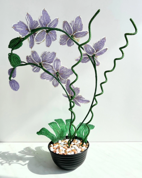 Orchid (Phalaenopsis), flowering bonsai by Valya Mamunts